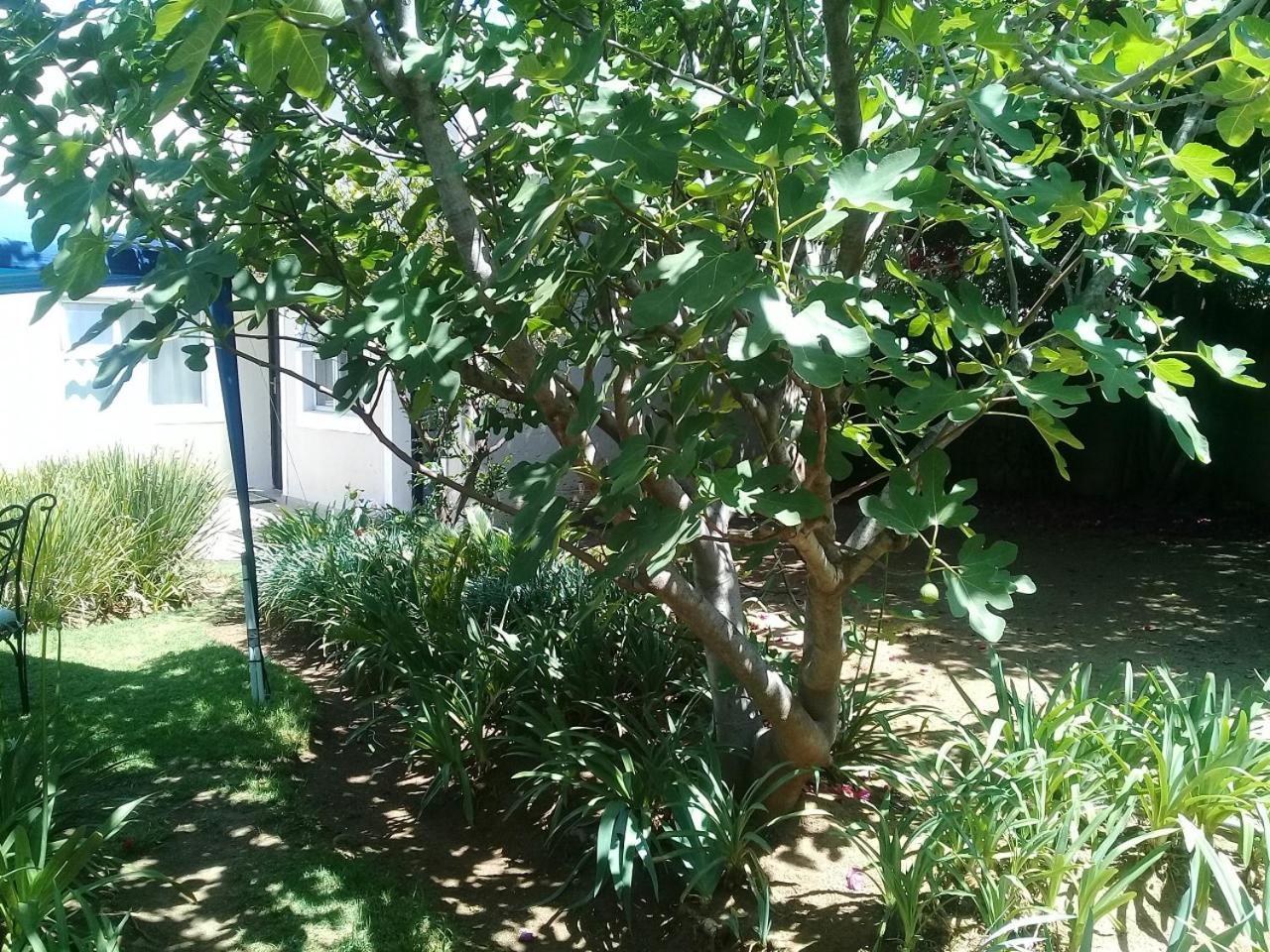 La Coscello Guest House Edenvale Kültér fotó